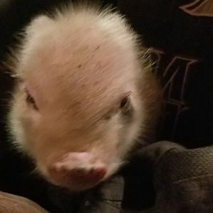 Meet your Posher, Diana